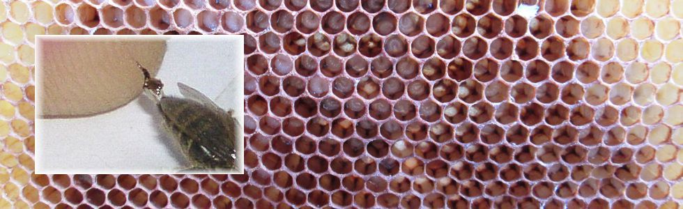 Bienengift