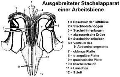 Stachelapparat