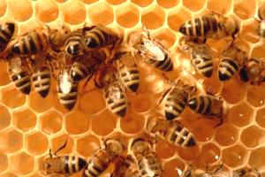 Bienen bei der Arbeit