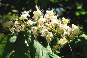 Kastanienblüte