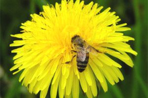 Biene auf Löwenzahnblüte